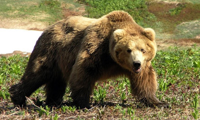 Хүрэн баавгай (Ursus actos Linnaeus, 1758) 